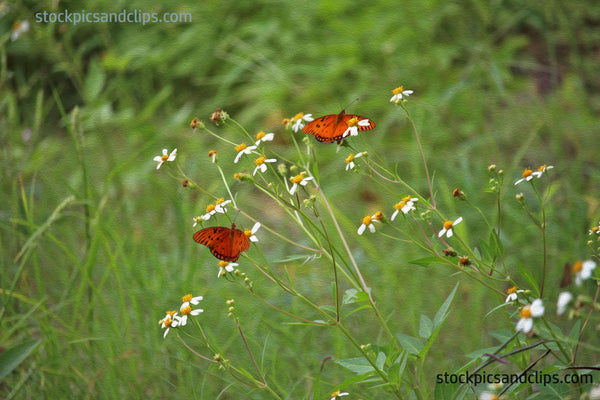 Butterfly Pair