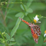 Butterfly...What's Up