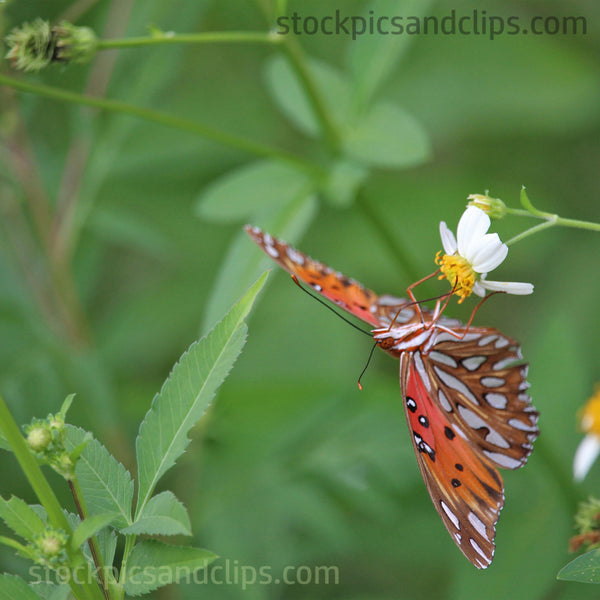 Butterfly...What's Up