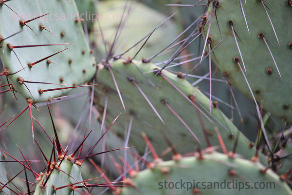 Cactus Close-up