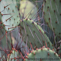 Cactus Close-up Brick Canvas