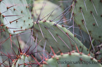 Cactus Close-up