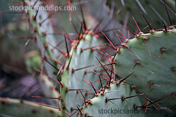 Cactus Poke Us