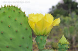 Cactus with Flower