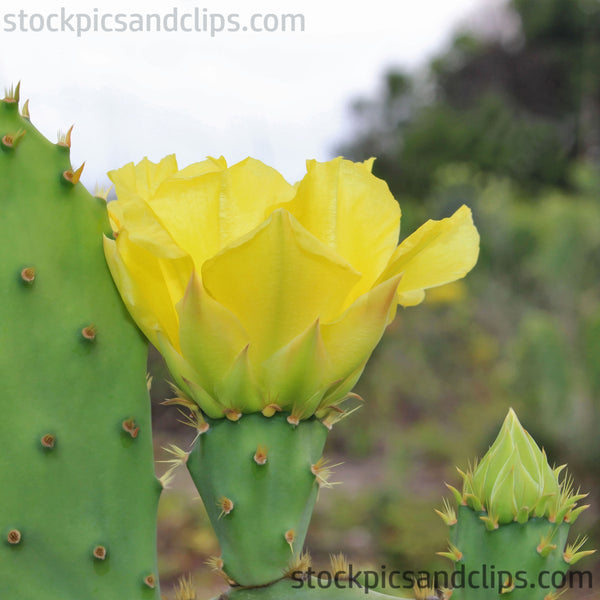 Cactus with Flower