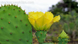 Cactus with Flower