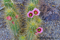 Cactus with Flowers