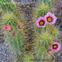 Cactus with Flowers