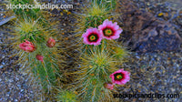 Cactus with Flowers