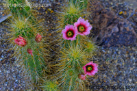 Cactus with Flowers