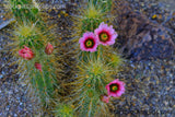 Cactus with Flowers