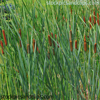 Cattails (72dpi)