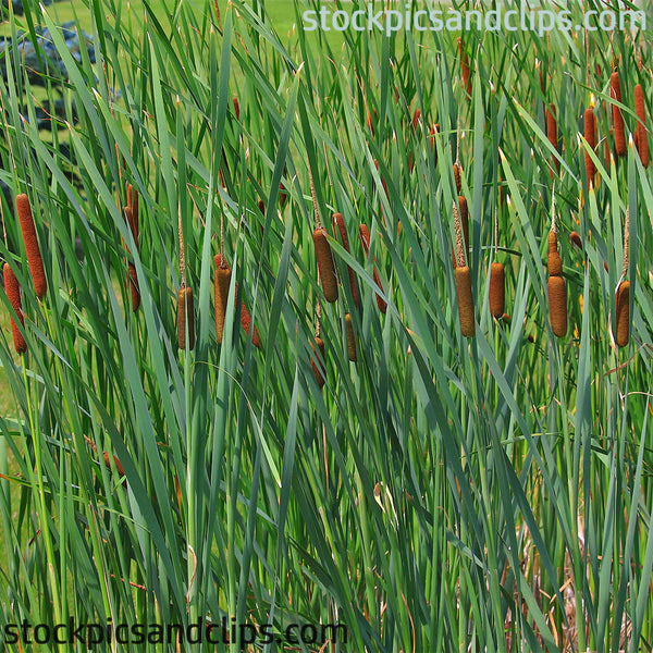 Cattails (72dpi)