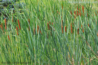 Cattails