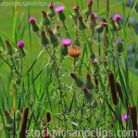 Cattails and Wildflowers (72dpi)