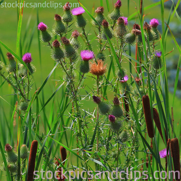 Cattails and Wildflowers (72dpi)