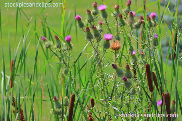 Cattails and Wildflowers