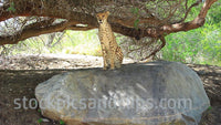 Cheetahs at the Zoo, Video