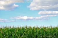 Corn and Sky with Clouds