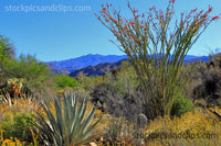 Desert Landscape in Palm Springs California