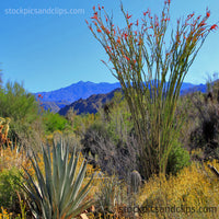 Desert Landscape in Palm Springs California