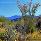 Desert Landscape in Palm Springs California