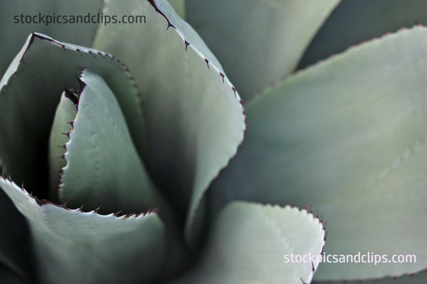 Desert Plant A