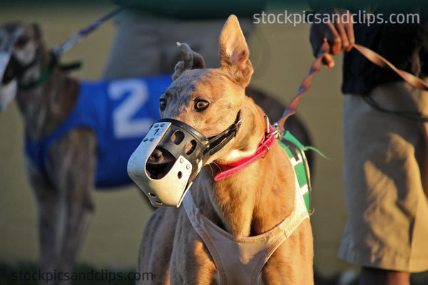 Dog Racing Eyes Florida January 2016