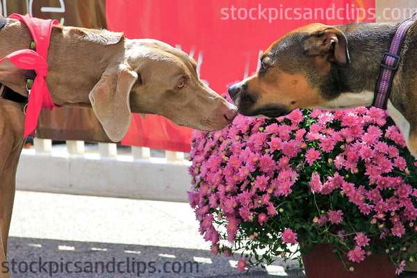 Dogs Meeting