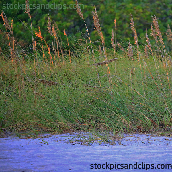 Florida Grassy Sandy Shore (72dpi)