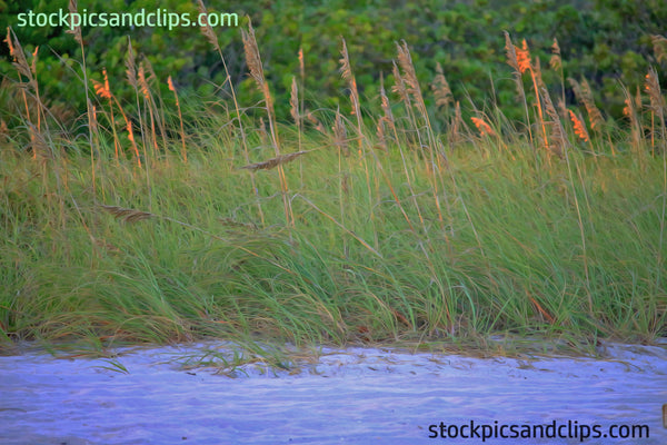 Florida Grassy Sandy Shore