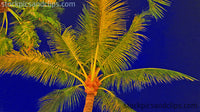 Florida Palm Treetop against Midnight Blue