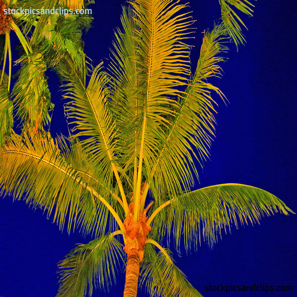 Florida Palm Treetop against Midnight Blue