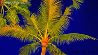 Florida Palm Treetop against Midnight Blue