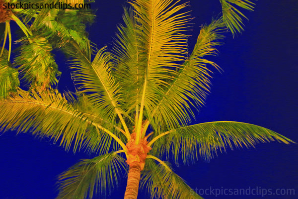 Florida Palm Treetop against Midnight Blue