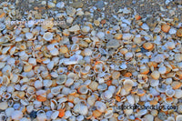 Florida Sand and Shells