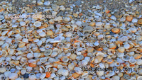 Florida Sand and Shells