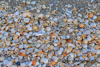 Florida Sand and Shells