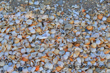 Florida Sand and Shells
