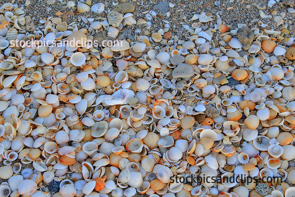 Florida Sand and Shells