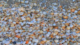 Florida Sand and Shells