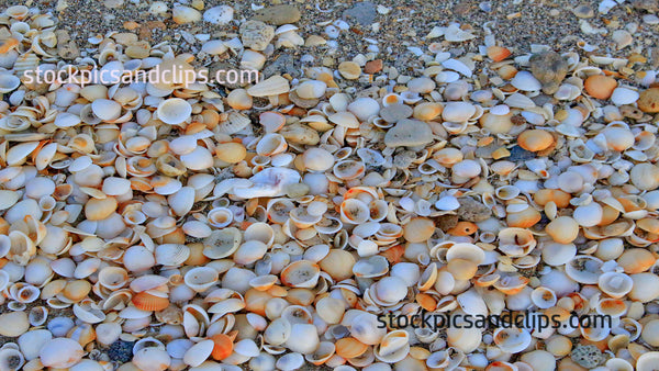 Florida Sand and Shells