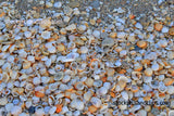 Florida Sand and Shells