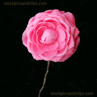 Pink Flower against Textured Background, Square