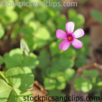 Tiny Roadside Flower (Square)