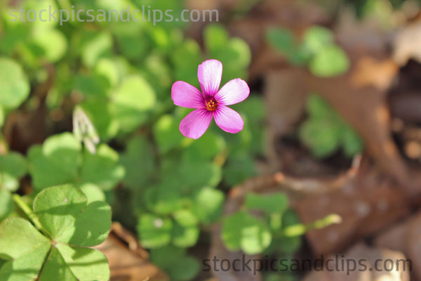 Tiny Roadside Flower