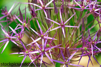 Flowers Pointed Purple Petals