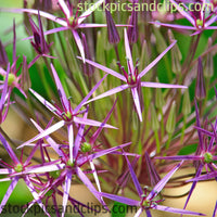 Flowers Pointed Purple Petals