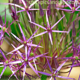 Flowers Pointed Purple Petals