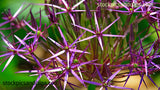 Flowers Pointed Purple Petals